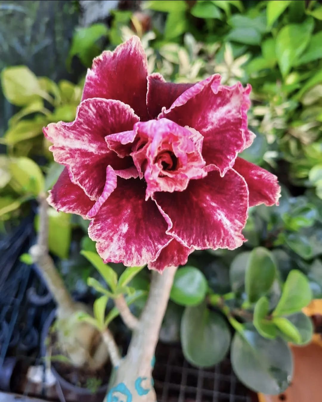 rosa do deserto vermelha variegata